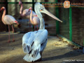 Кенгуру, пеликан и фламинго на прогулках.