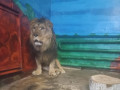 Коллекция зоопарка пополнилась ещё одним львом.