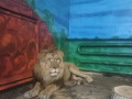 Коллекция зоопарка пополнилась ещё одним львом.